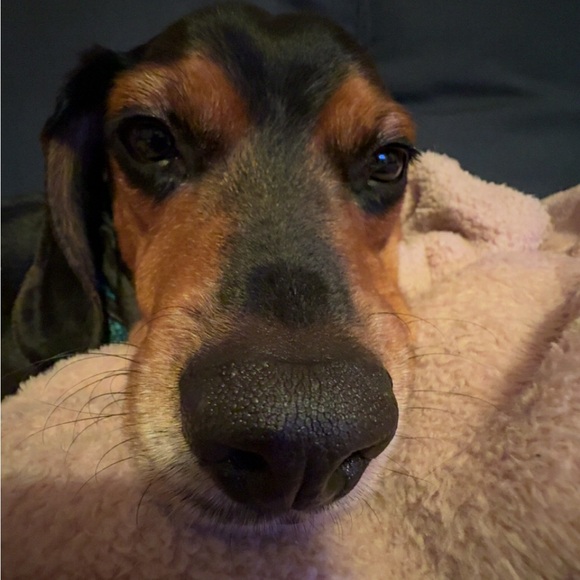 Meet your Posher, Riley - Picture 2 of 3